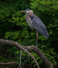 Great blue heron standing on a lichen-covered tree branch