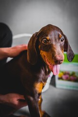 cute brown doberman puppies photoshoot