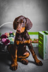 cute brown doberman puppies photoshoot