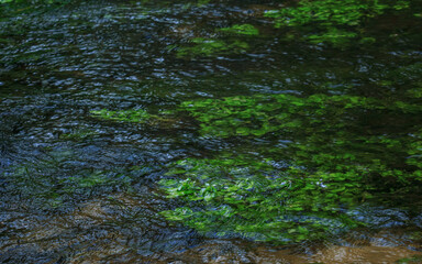 Green water plants in river