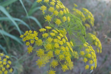 yellow leaves on a tree