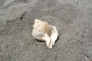 seashell on the beach