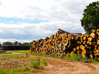 Holzstämme auf einem Lagerplatz
