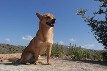 dog on the beach