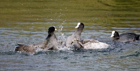 Fototapeta premium Male coots fighting over breeding territory and females