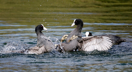 Male coots fighting over breeding territory and females