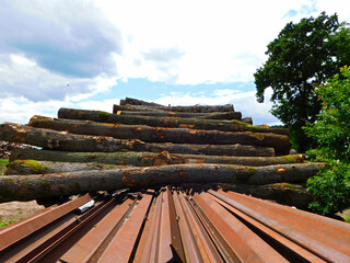 Holzstämme auf einem Lagerplatz
