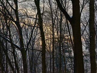 Bare ash tree stems and branches in silhouette against a winter evening sky in a forest in the flemish countryside 