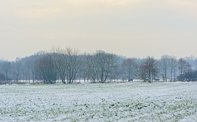 Snow farm landscape with trees on a cloudy and hazy winter day, Ursel, Flanders, Bbelgium 