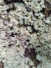 tree bark texture