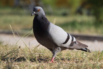 Obraz premium Taube in voller Schönheit