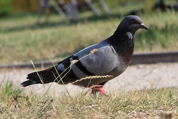 Obraz premium Taube in voller Schönheit