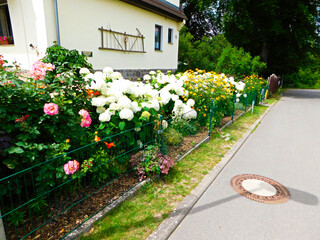 Blumen im Sommer im  Vorgarten