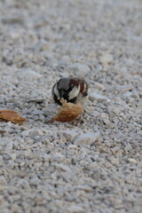 hungriger buchfink auf der suche nach brot