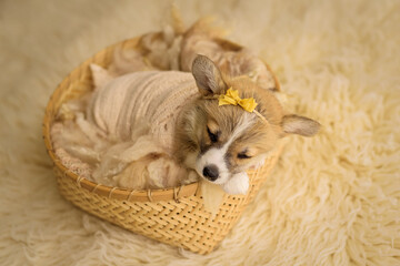 sleeping puppy dog ​​Corgi breed in the style of a photo shoot of a newborn cute image