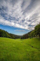 Grüne Wiese mit Bäumen vor bewölktem Himmel 