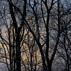 Bare ash tree stems and branches in silhouette against a winter evening sky in a forest in the flemish countryside 