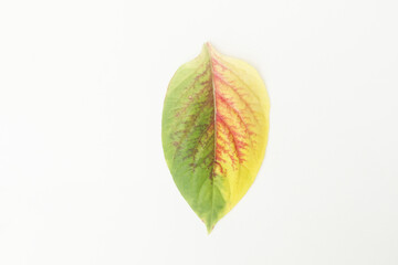 Obraz premium Coloured leaves on isolated bakcground, Sao Paulo, Brazil