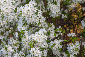 spring background of a blossoming white apple tree
