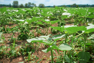 agricultural field with young sunflowers at bright sunny day