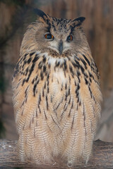 Photo of brown owl with orange eyes on brown background