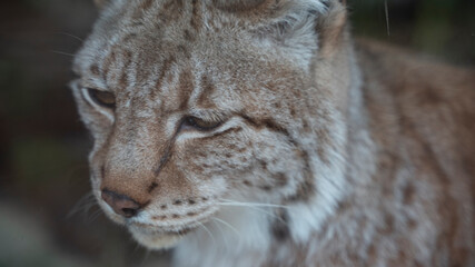 Photo of a lynx head looking down