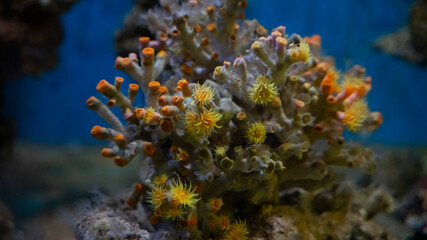Naklejka premium Underwater beautiful orange big coral, blue background