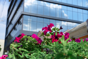 flowers near a facade of a modern building on a bright Sunny day, blue sky and clouds reflecting in a glass, beautiful exterior of the new building