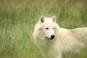 Fototapeta premium loup