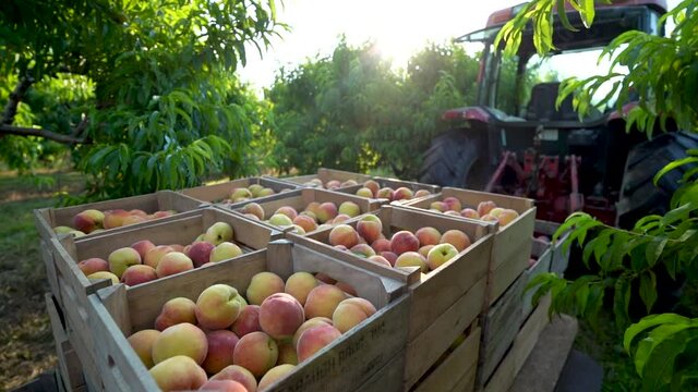 Freshly picked peaches in a crates on a flatbed behind a tractor in an orchard in slow motion.