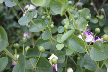 Fototapeta premium domestic bush of green capers with flowers in the garden