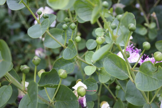 domestic bush of green capers with flowers in the garden