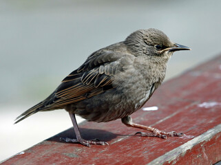 Starlings basking in Spring sunshine
