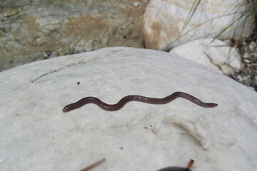 a worm on a rock