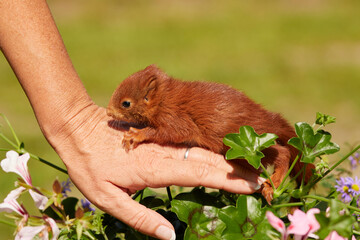 Baby-Eichhörnchen klettert zaghaft auf eine Frauenhand. Eine ausdrucksstarke Mensch-Tier-Szene