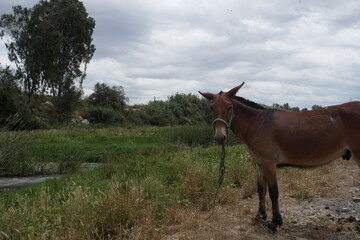 horse in the field