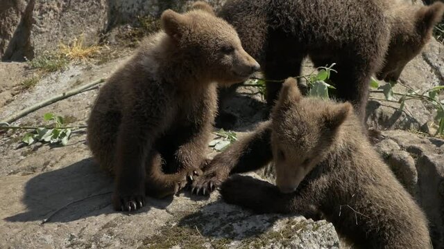 Three Bearcubs playing and biting each other on rock