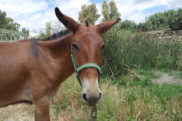 Naklejka premium horse eating grass