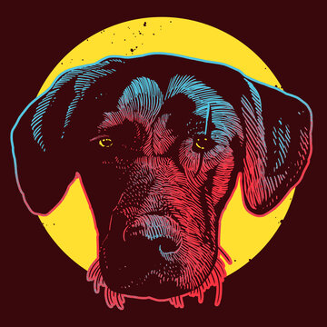 Black Labrador Retriever