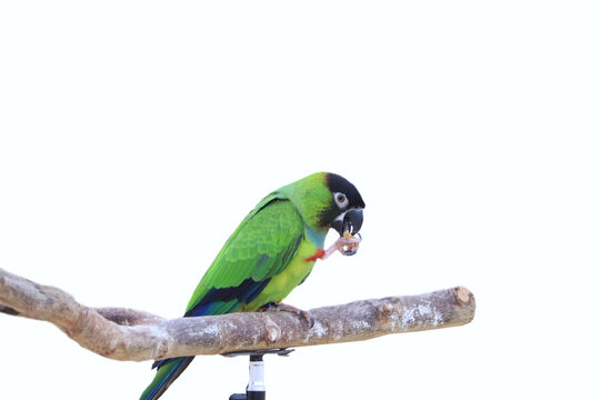The green parrot on the perch is eating the seeds.