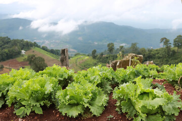 Green fresh lettuce farm on top of the high hill of the mountain surrounded by the nature and hills under the sky with the cloud and mist in the rural area