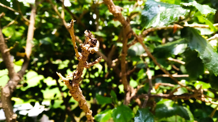 rain drops on the tree