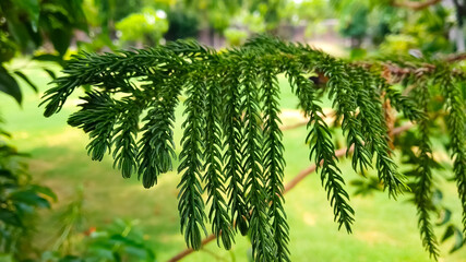 close up of pine needles