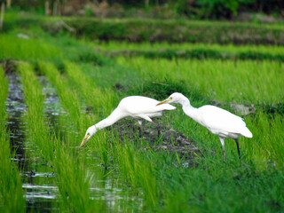great white heron