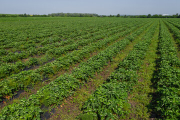 Fototapeta na wymiar Strawberry fields, Agriculture farm of the strawberry field of biotechnology. Plantation of berries on a farm on a sunny day. Growing organic strawberries. Eco-friendly products. Agro business.