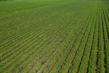 Strawberry fields, Agriculture farm of the strawberry field of biotechnology. Plantation of berries on a farm on a sunny day. Growing organic strawberries. Eco-friendly products. Agro business.