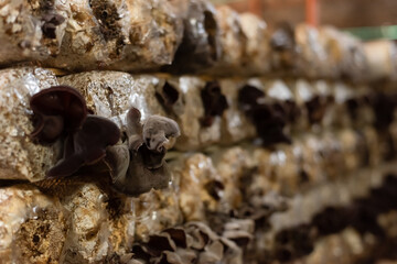 mushrooms growing in plastic bag