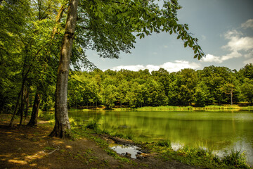 lake and green forest