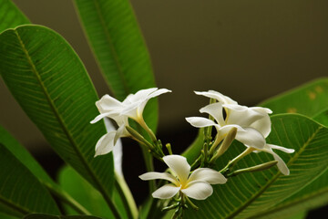 Obraz premium pulmeria flower with plant beautiful look