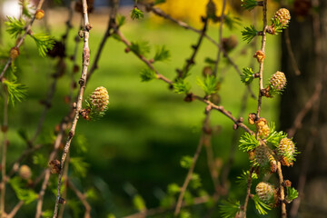 Fresh blossoms of the female larch, selective focus, blurred green background